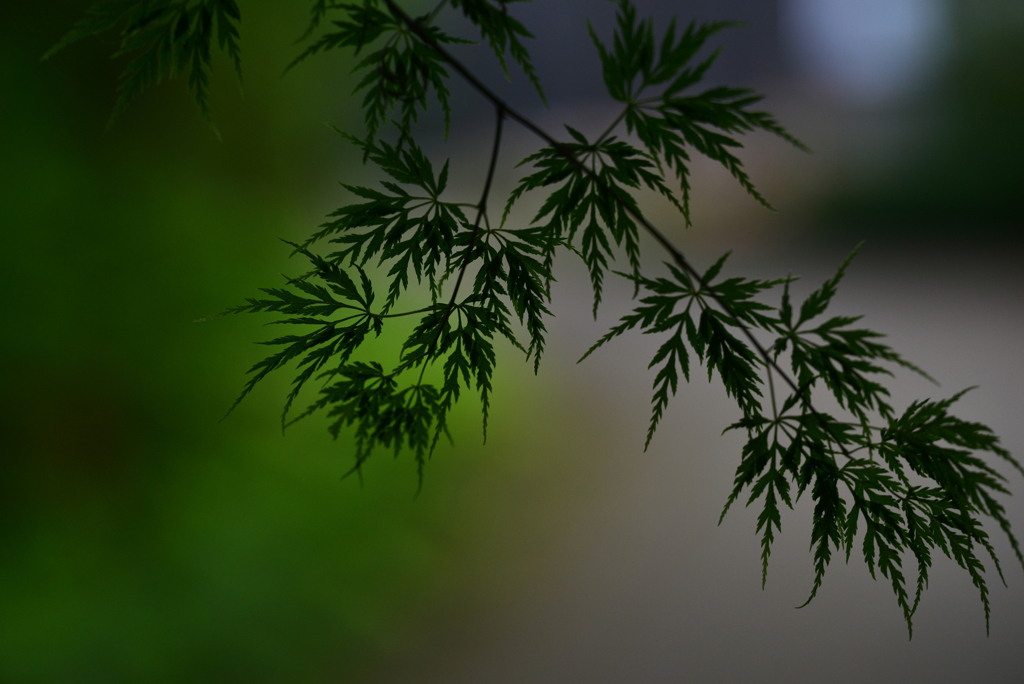 植物園１