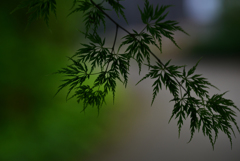 植物園１