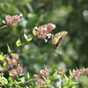 トキの森公園