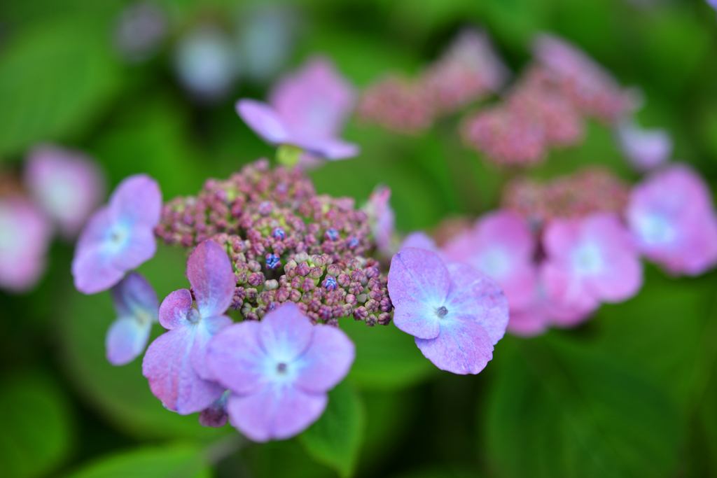 ドイツの紫陽花
