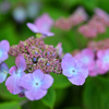 ドイツの紫陽花