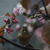 裏庭で２