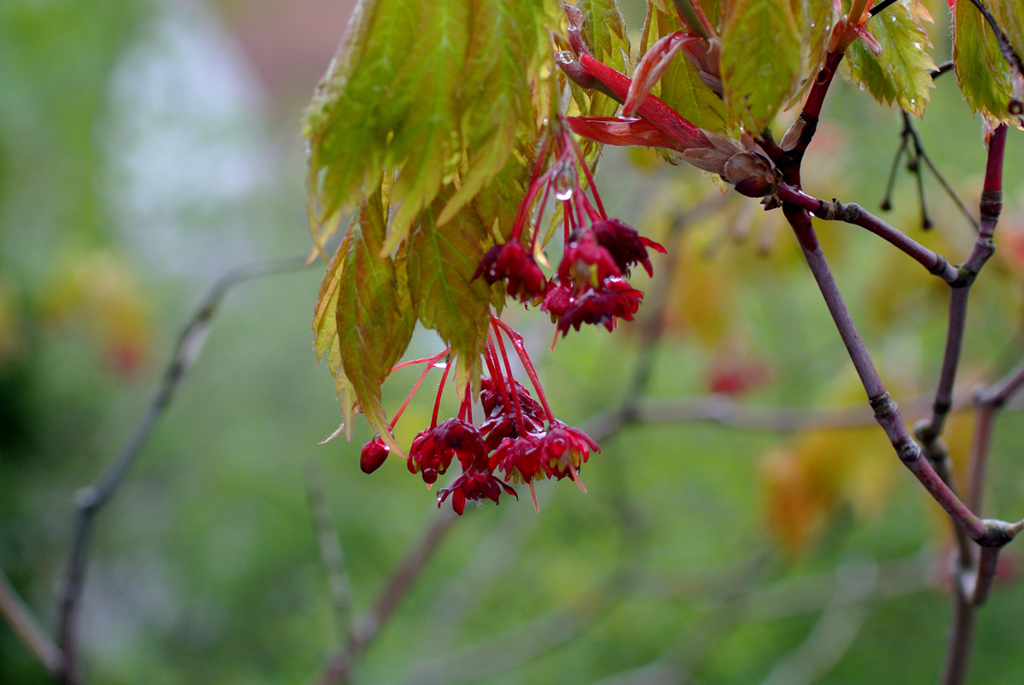 楓の花