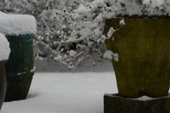 雪