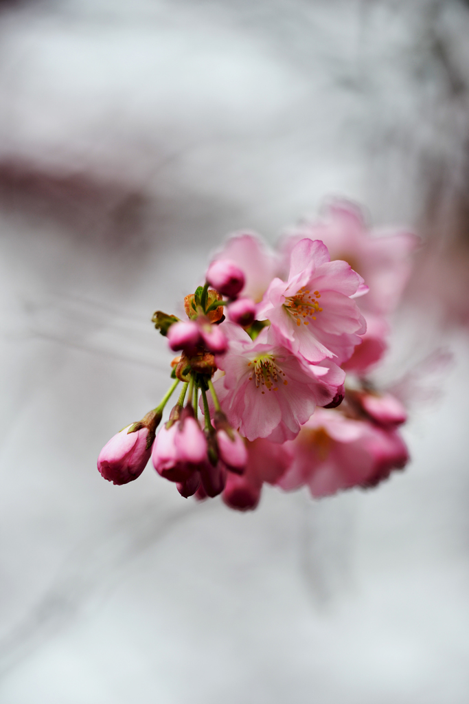 スイスの桜