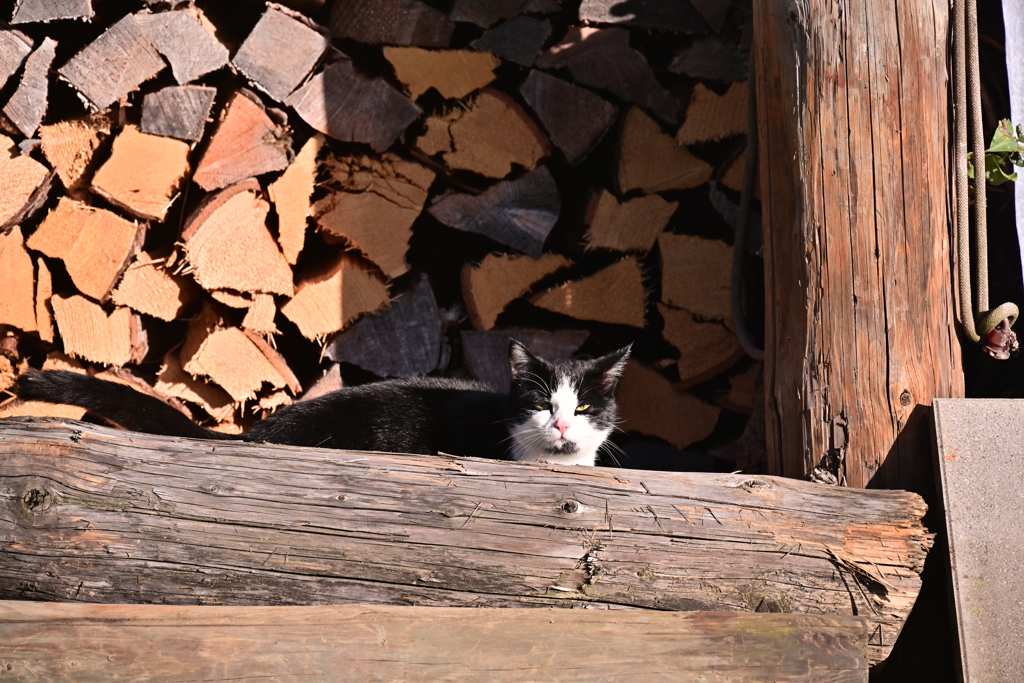田舎の猫