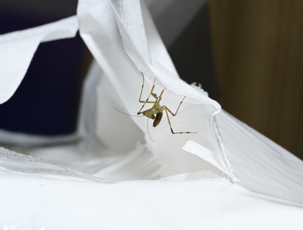 カマキリ