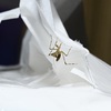 カマキリ