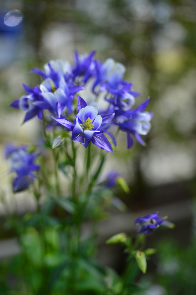 ムラサキの立ち姿