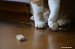 猫と消しゴム