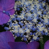 紫陽花