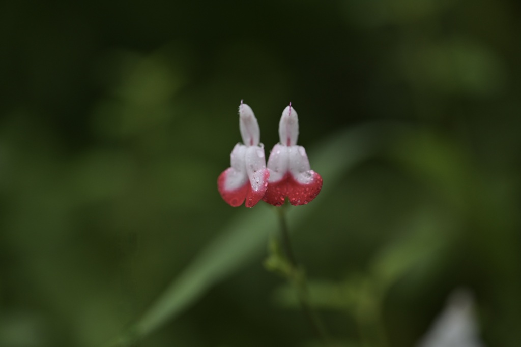 雨