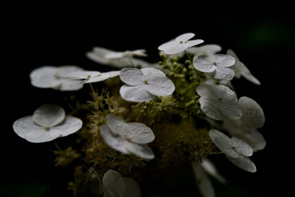 植物園にて２