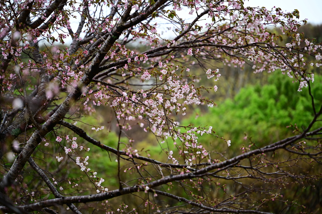 天龍桜