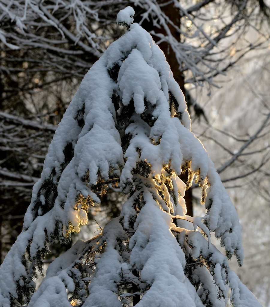 クリスマスツリ〜