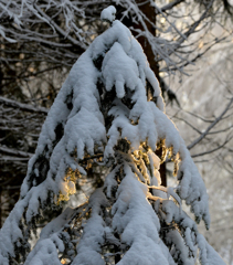 クリスマスツリ〜