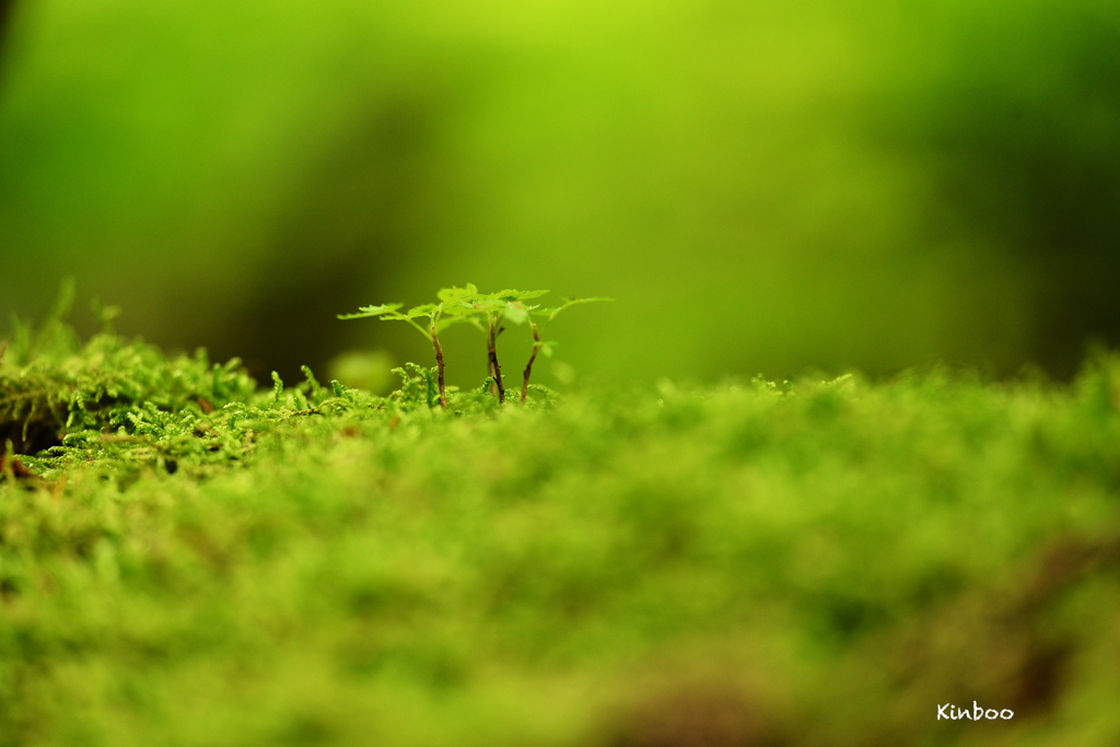 森の木陰で　１