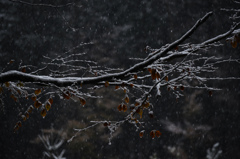 雪