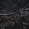 雪