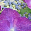 紫陽花
