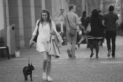 犬の散歩