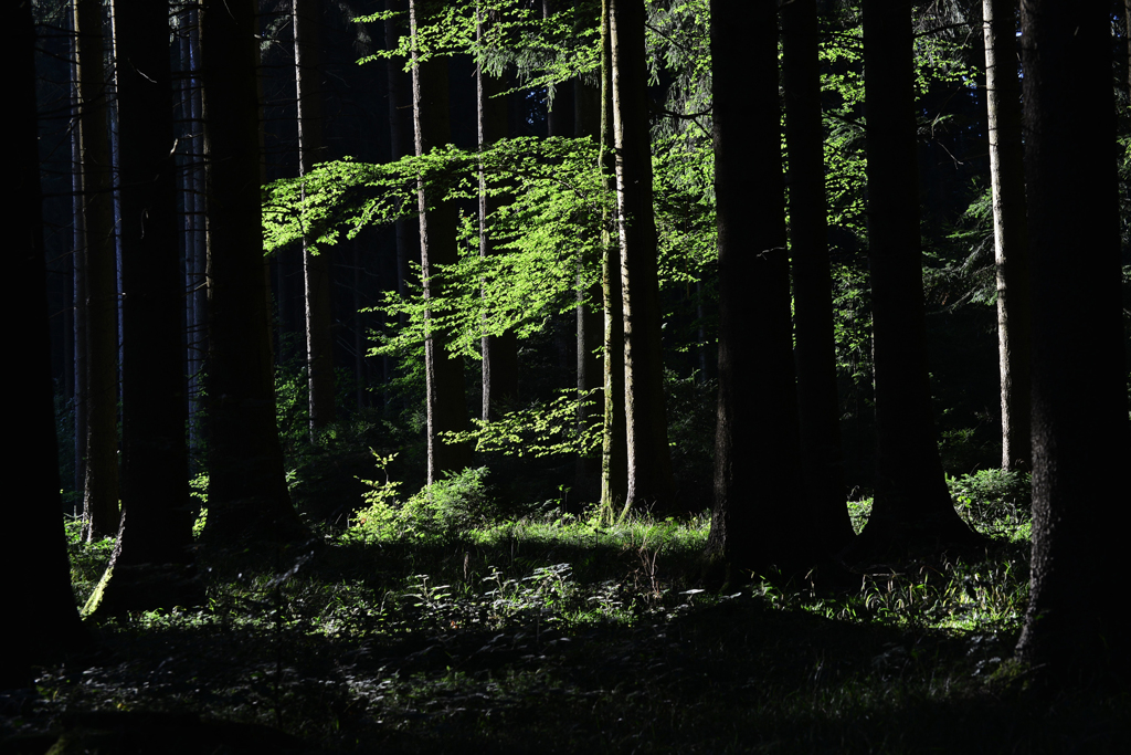森の光　２