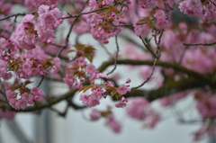 スイスの八重桜４