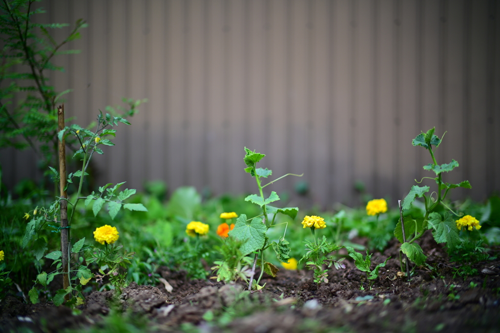 うちの野菜畑