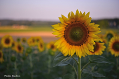 Sonnenblumen 2
