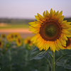 Sonnenblumen 2
