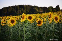 Sonnenblumen 3