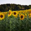 Sonnenblumen 3