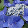 紫陽花