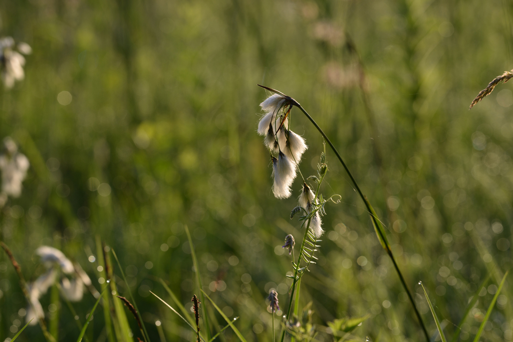 これこの辺に咲いてるんですが