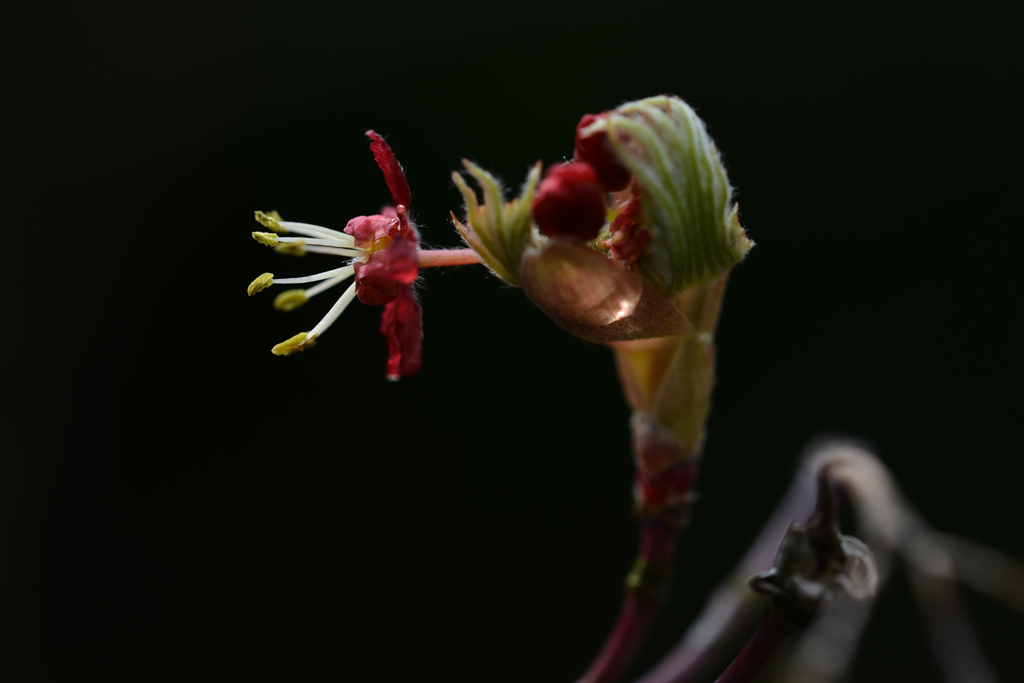 紅葉の花