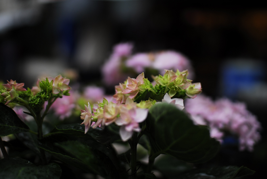 スイスのあじさい