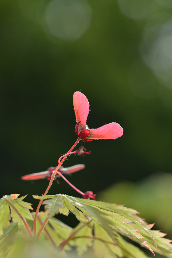 赤いプロペラ　２