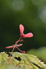 赤いプロペラ　２