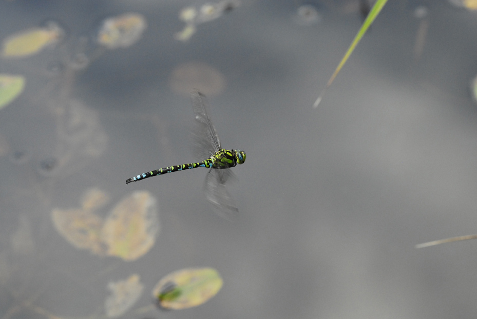 モザイクユングファー