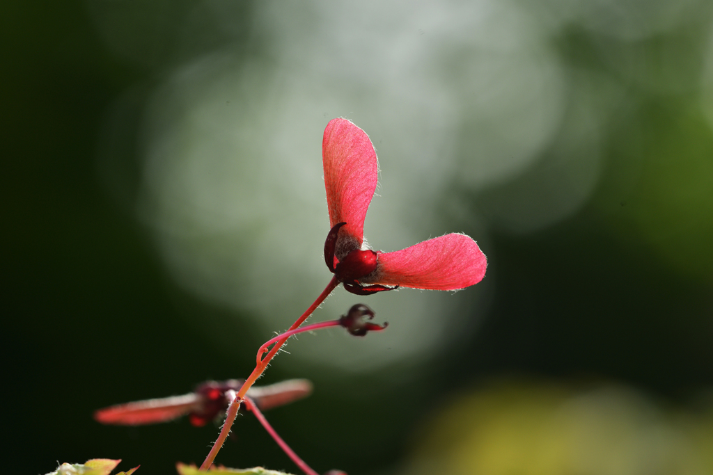 赤いプロペラ　１