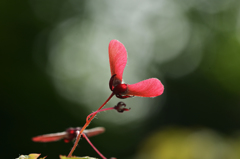 赤いプロペラ　１