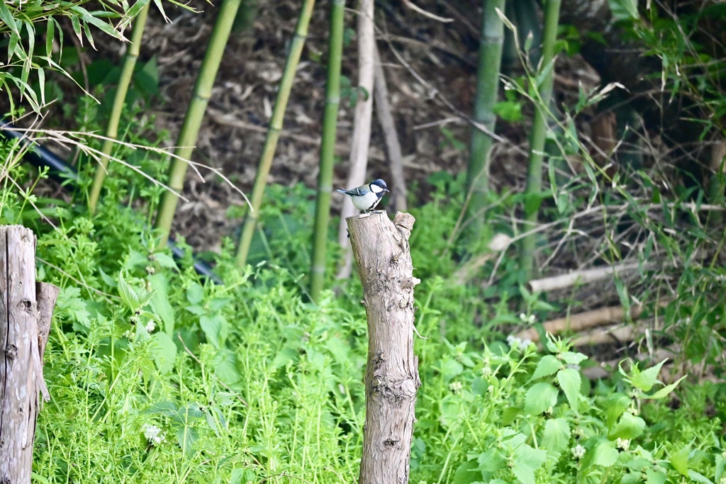 シジュウカラ