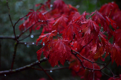 雨と紅葉