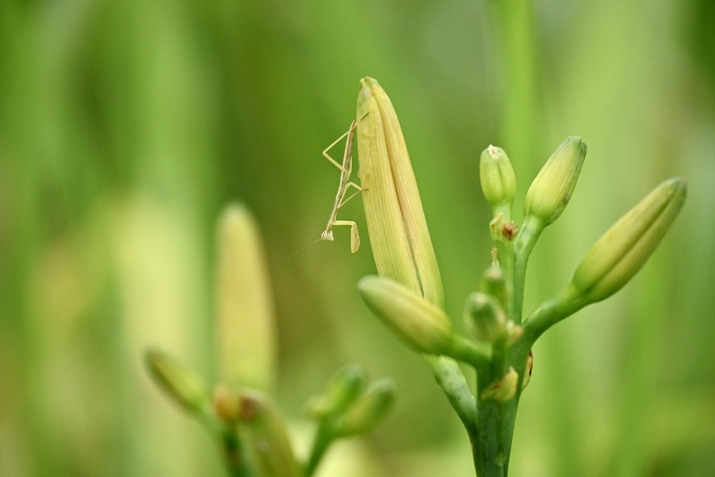 カマキリの赤ちゃん