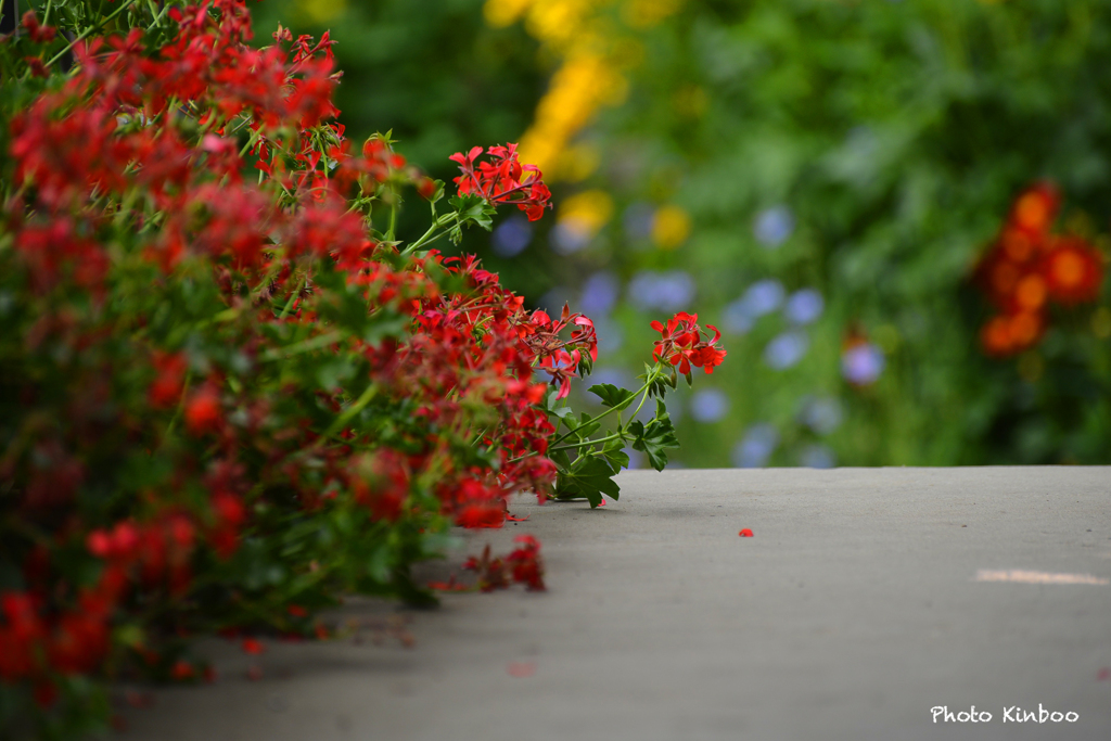 一片の花弁