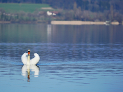 白鳥と湖