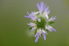 野の花