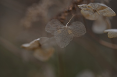 春は何所に〜？