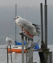 な〜らんだ〜〜