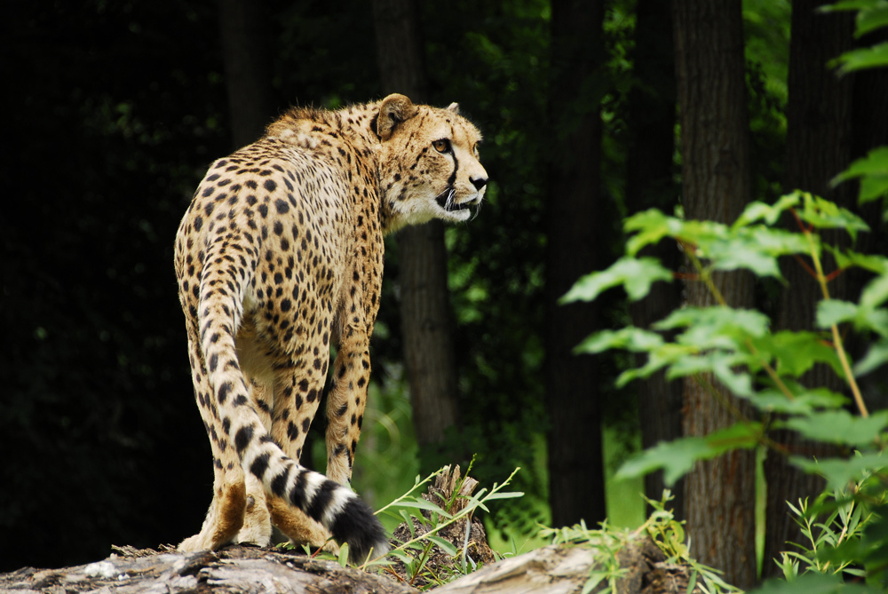 ケルン動物園で